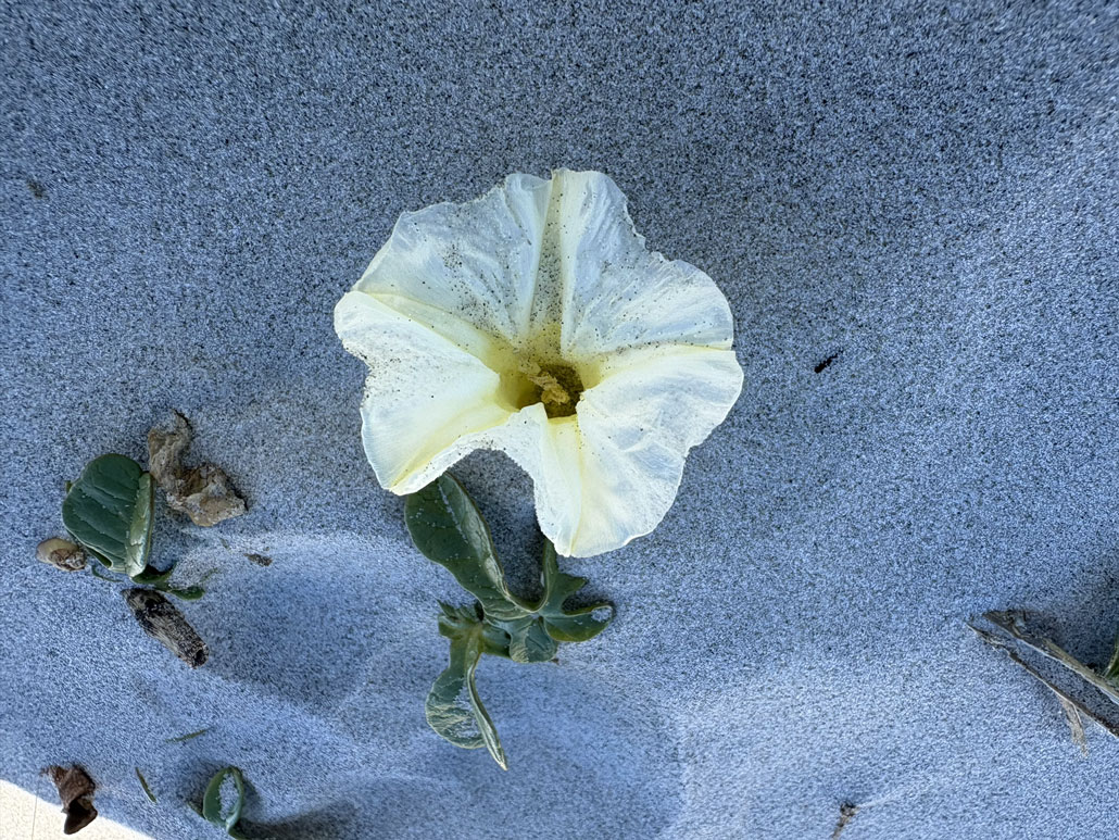 Beach flower